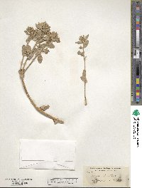 Atriplex leucophylla image