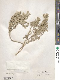 Atriplex leucophylla image