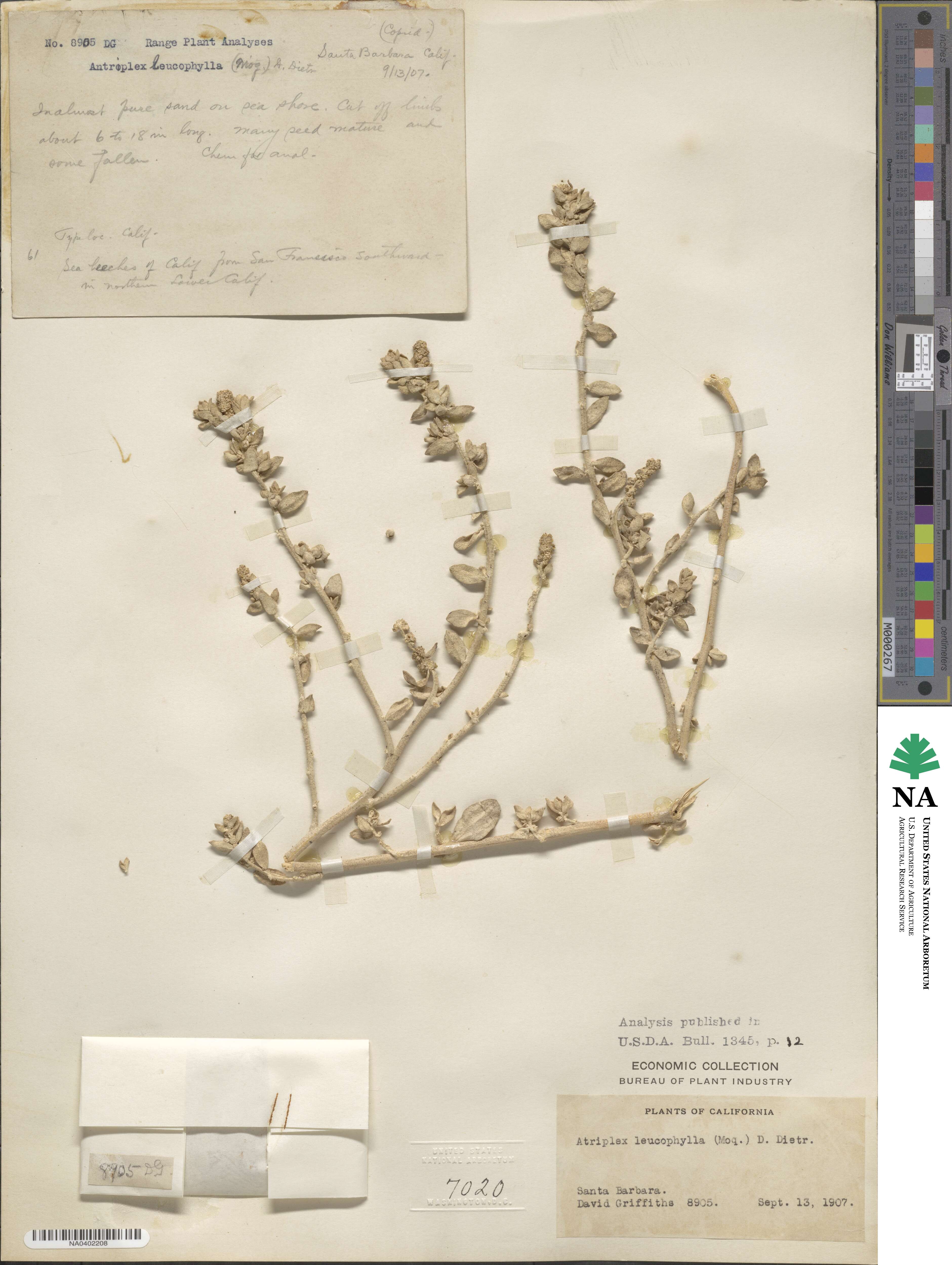 Atriplex leucophylla image