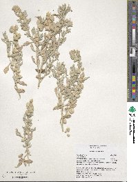 Atriplex lindleyi image