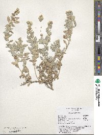 Atriplex lindleyi image