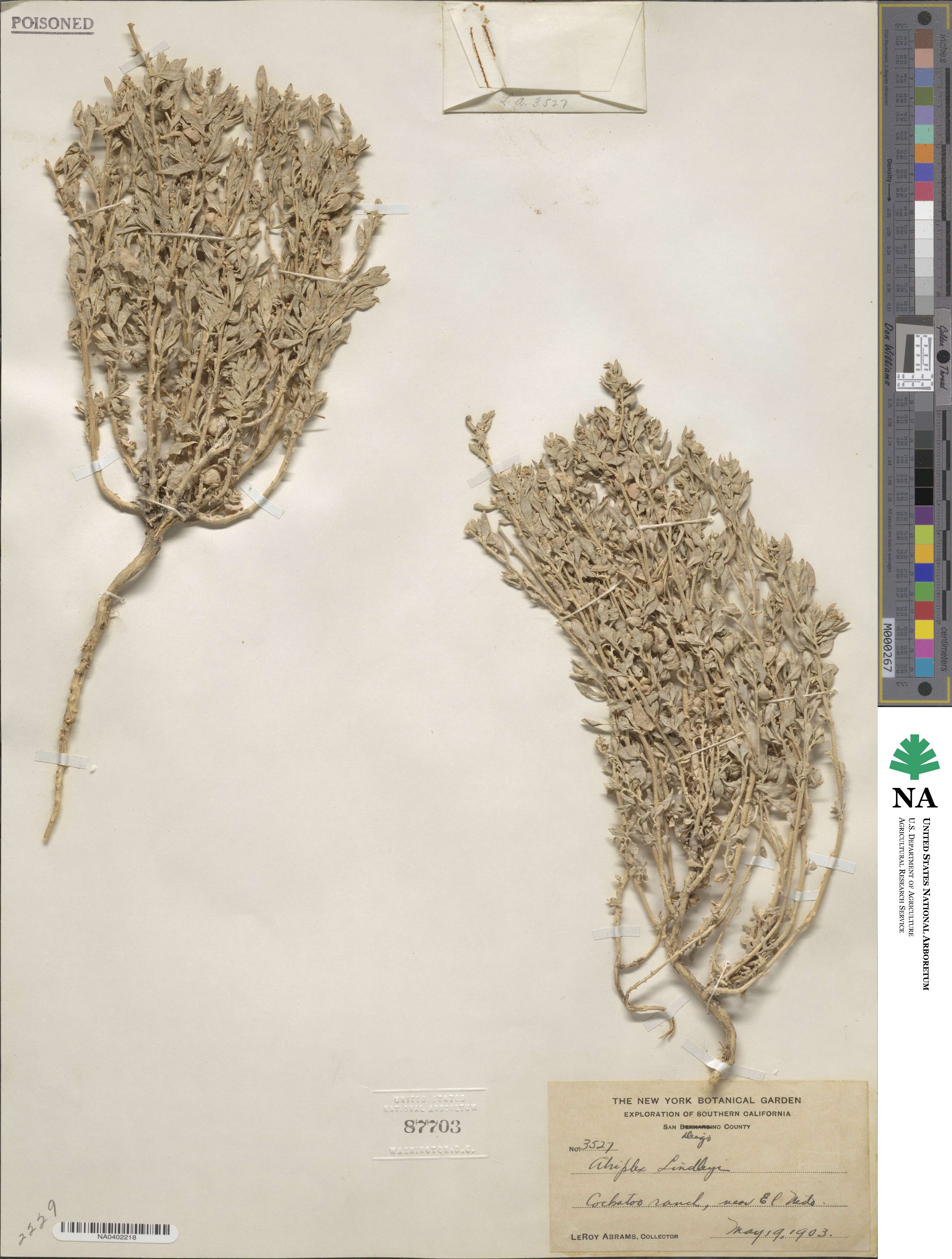 Atriplex lindleyi image