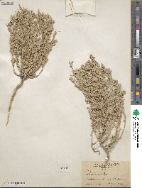 Atriplex lindleyi image