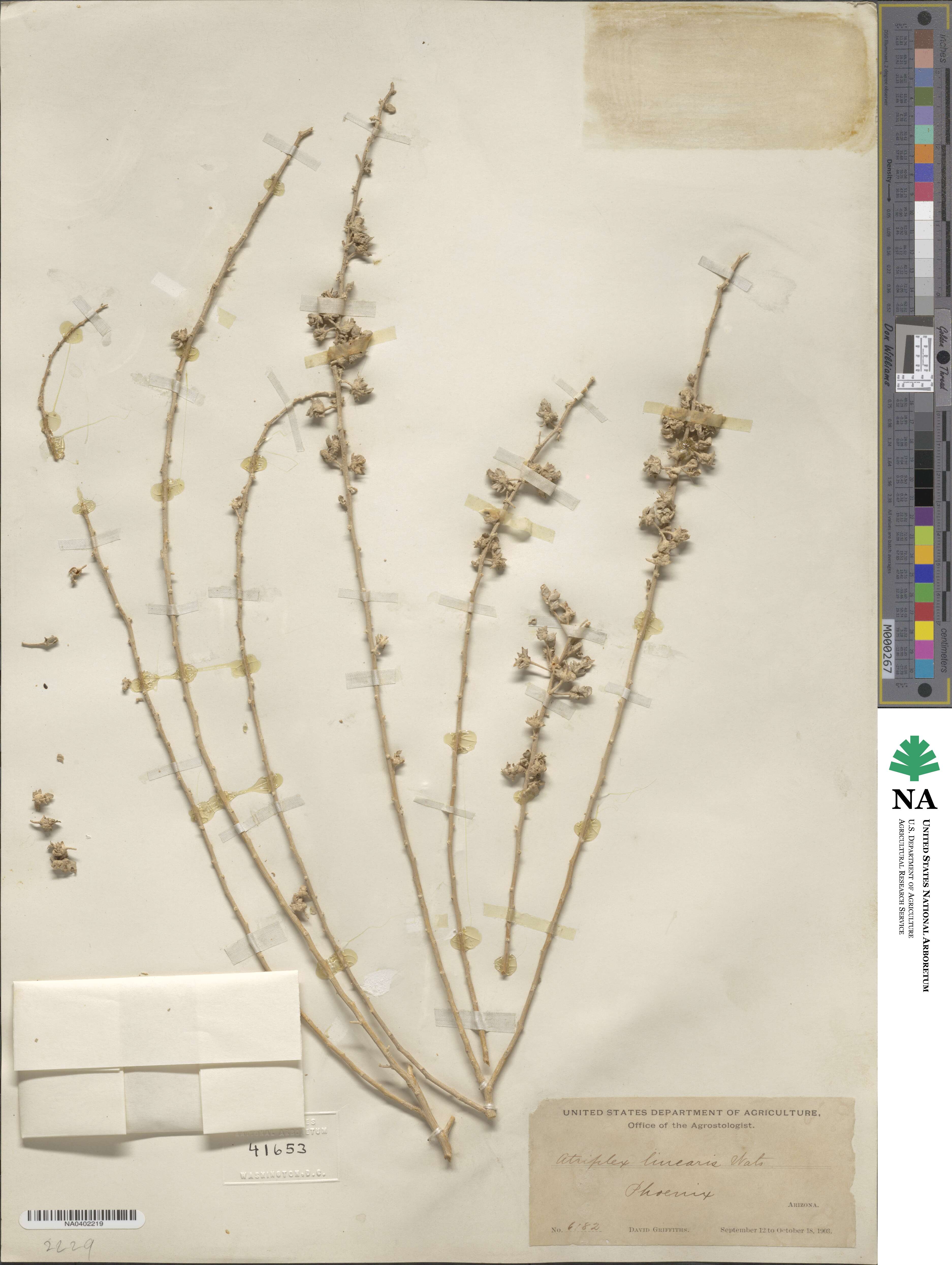 Atriplex linearis image