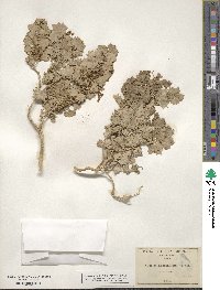 Atriplex hymenelytra image