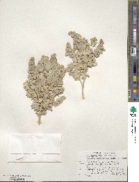 Atriplex hymenelytra image