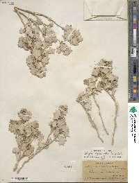 Atriplex hymenelytra image