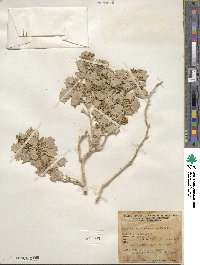 Atriplex hymenelytra image