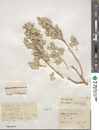 Atriplex hymenelytra image