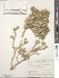 Atriplex hymenelytra image