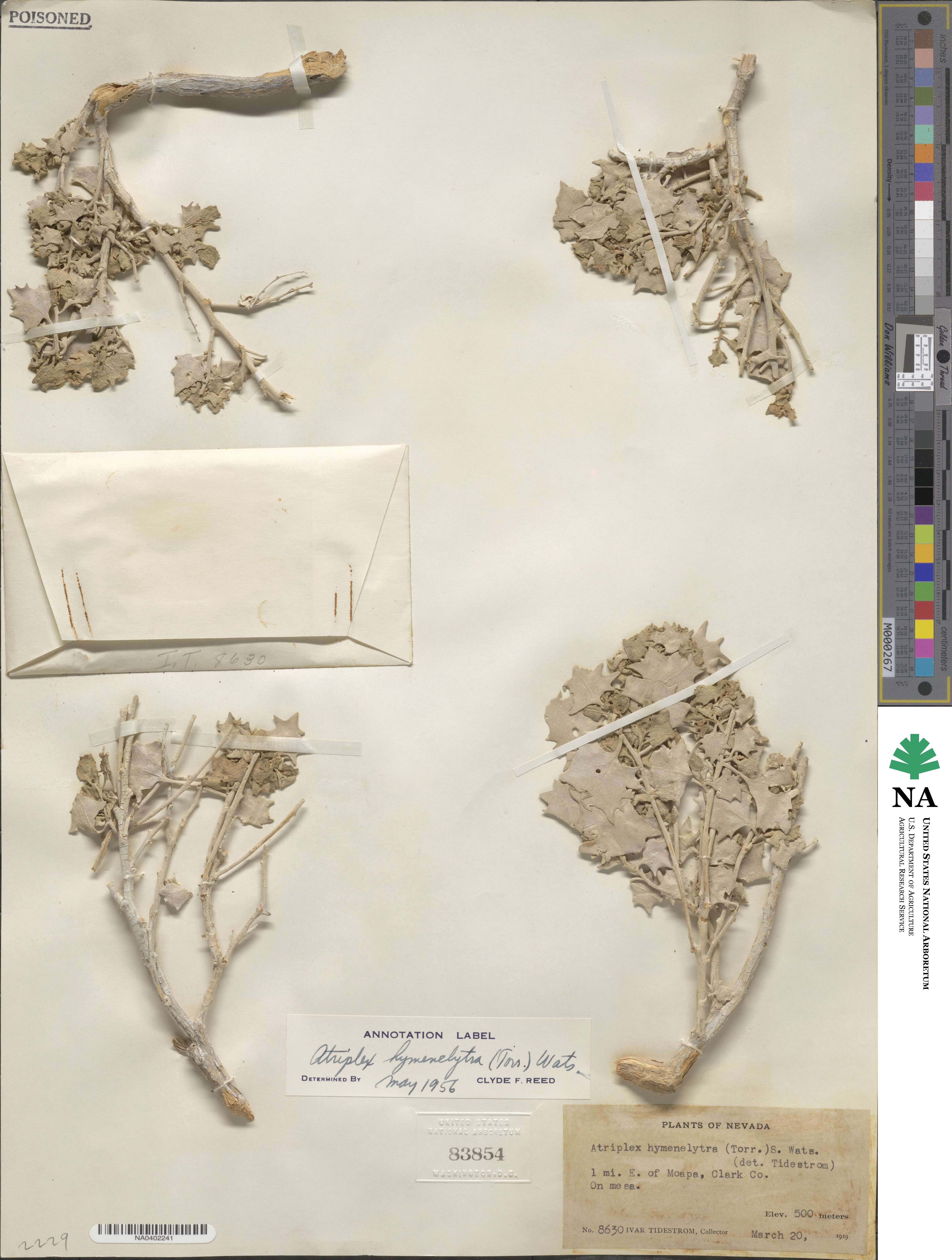 Atriplex hymenelytra image