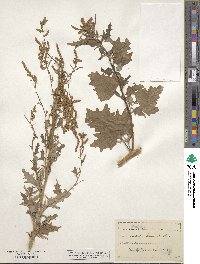 Atriplex laciniata image