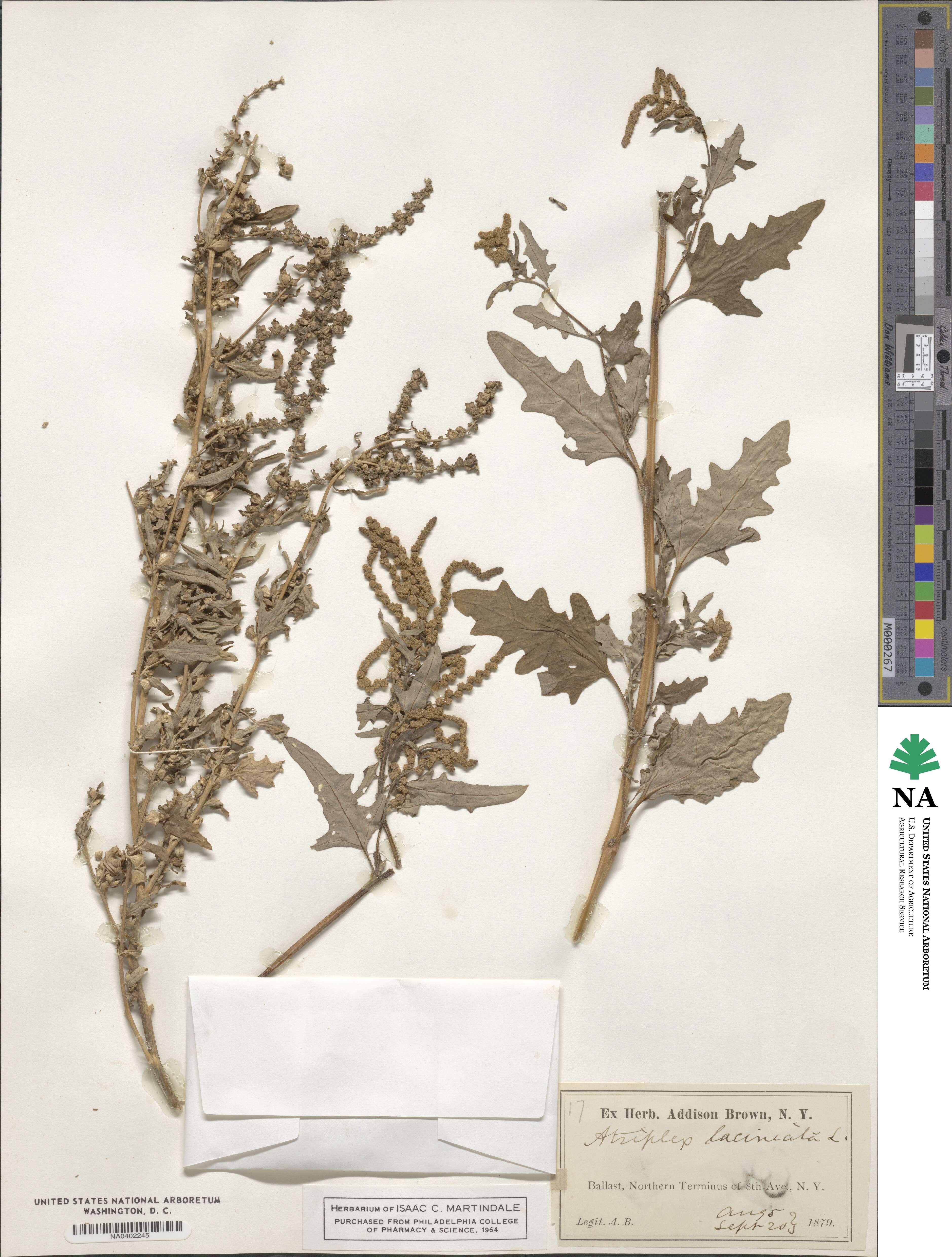 Atriplex laciniata image