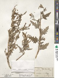 Atriplex laciniata image