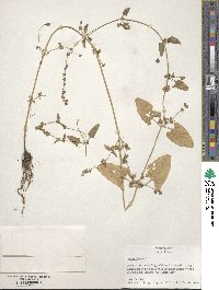 Atriplex prostrata subsp. prostrata image