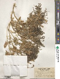 Atriplex prostrata subsp. prostrata image