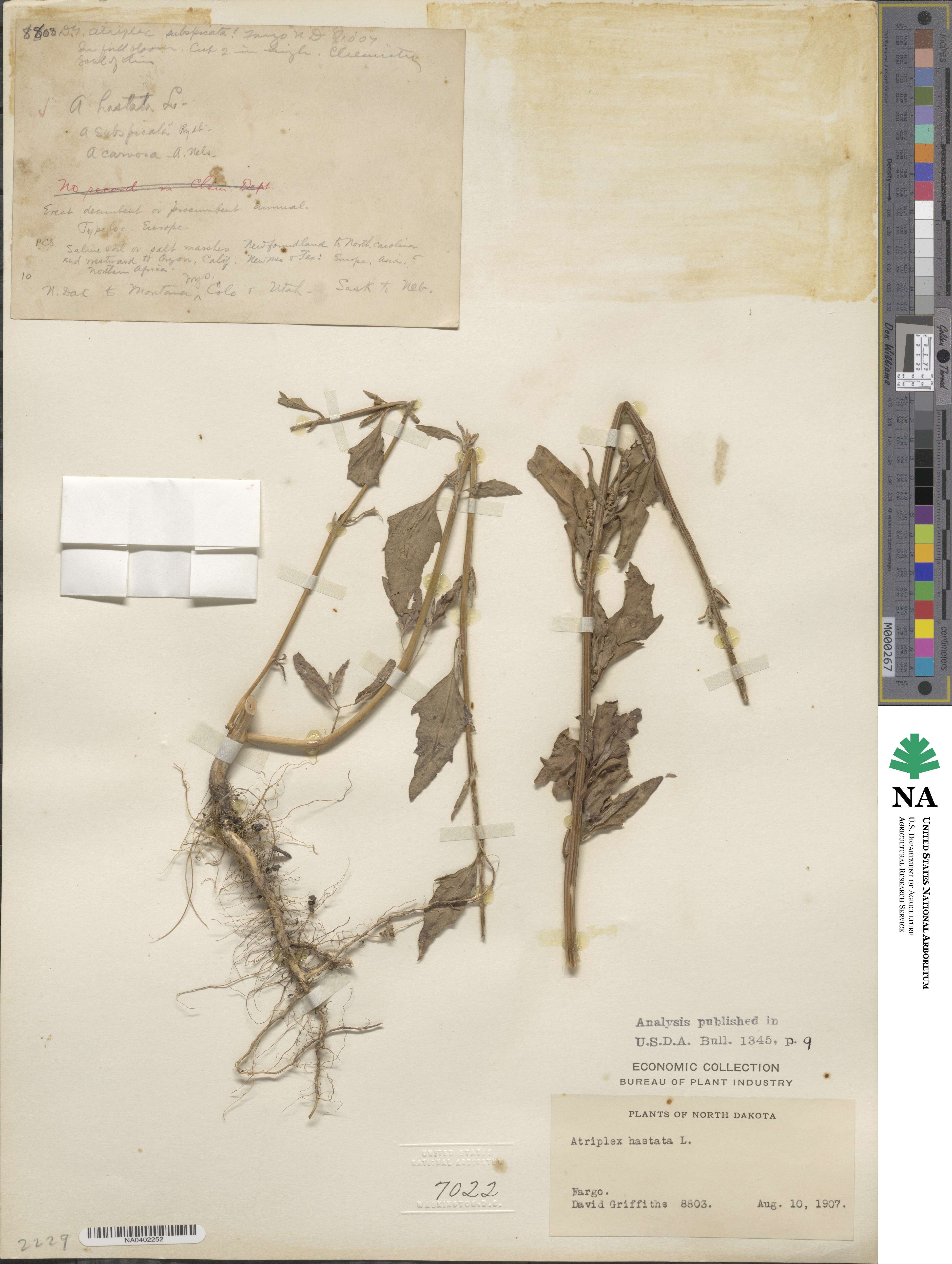 Atriplex prostrata subsp. prostrata image