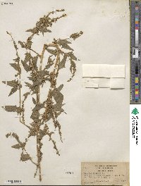 Atriplex prostrata subsp. prostrata image