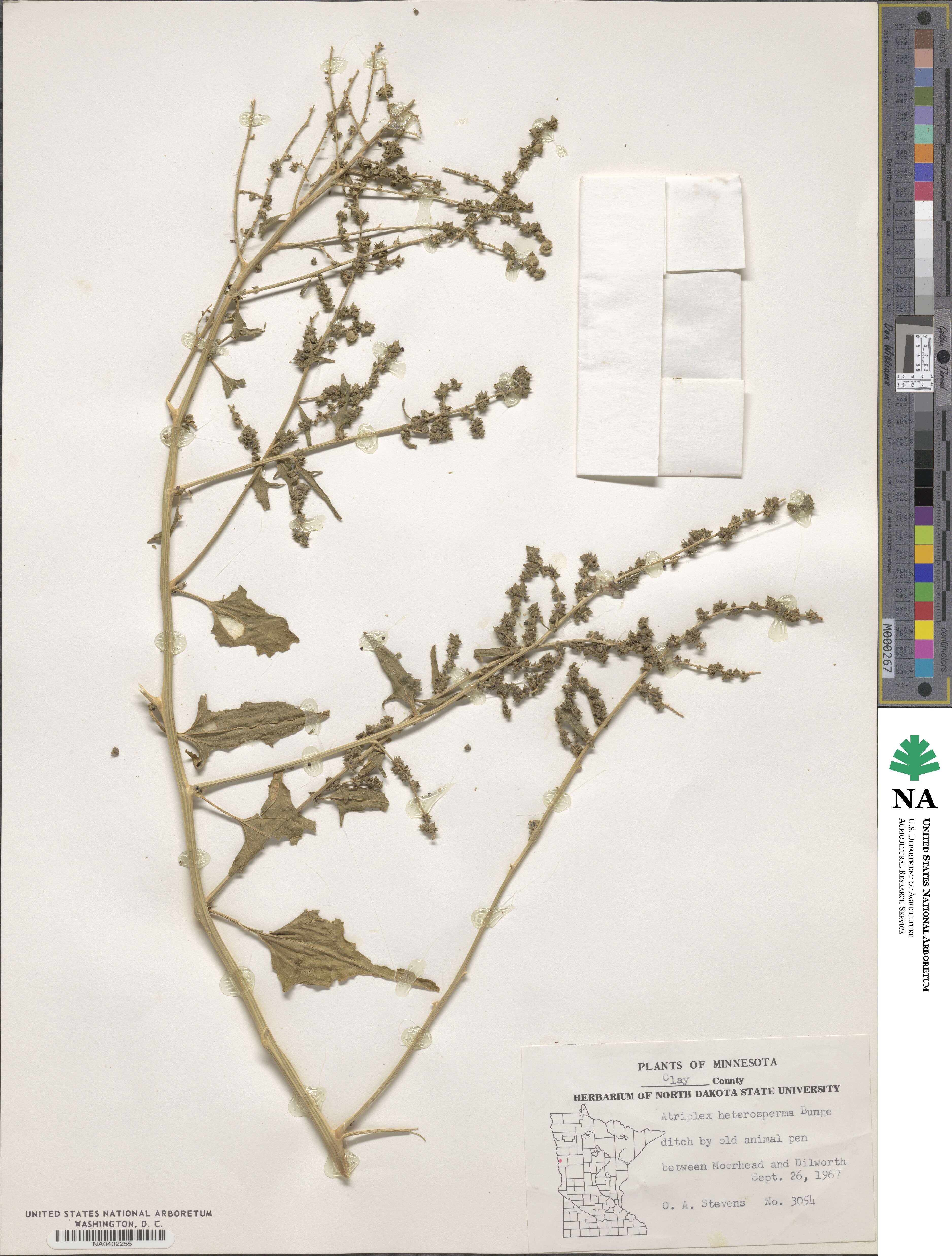 Atriplex micrantha image