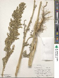 Atriplex hortensis image