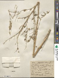 Atriplex hortensis image