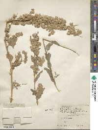 Atriplex hortensis image