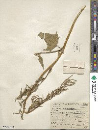 Atriplex hortensis image