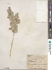 Atriplex hymenelytra image