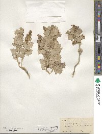 Atriplex hymenelytra image