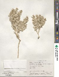 Atriplex hymenelytra image