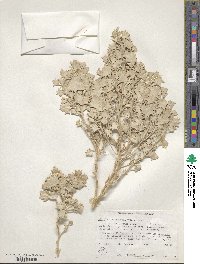 Atriplex hymenelytra image