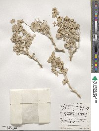 Atriplex hymenelytra image