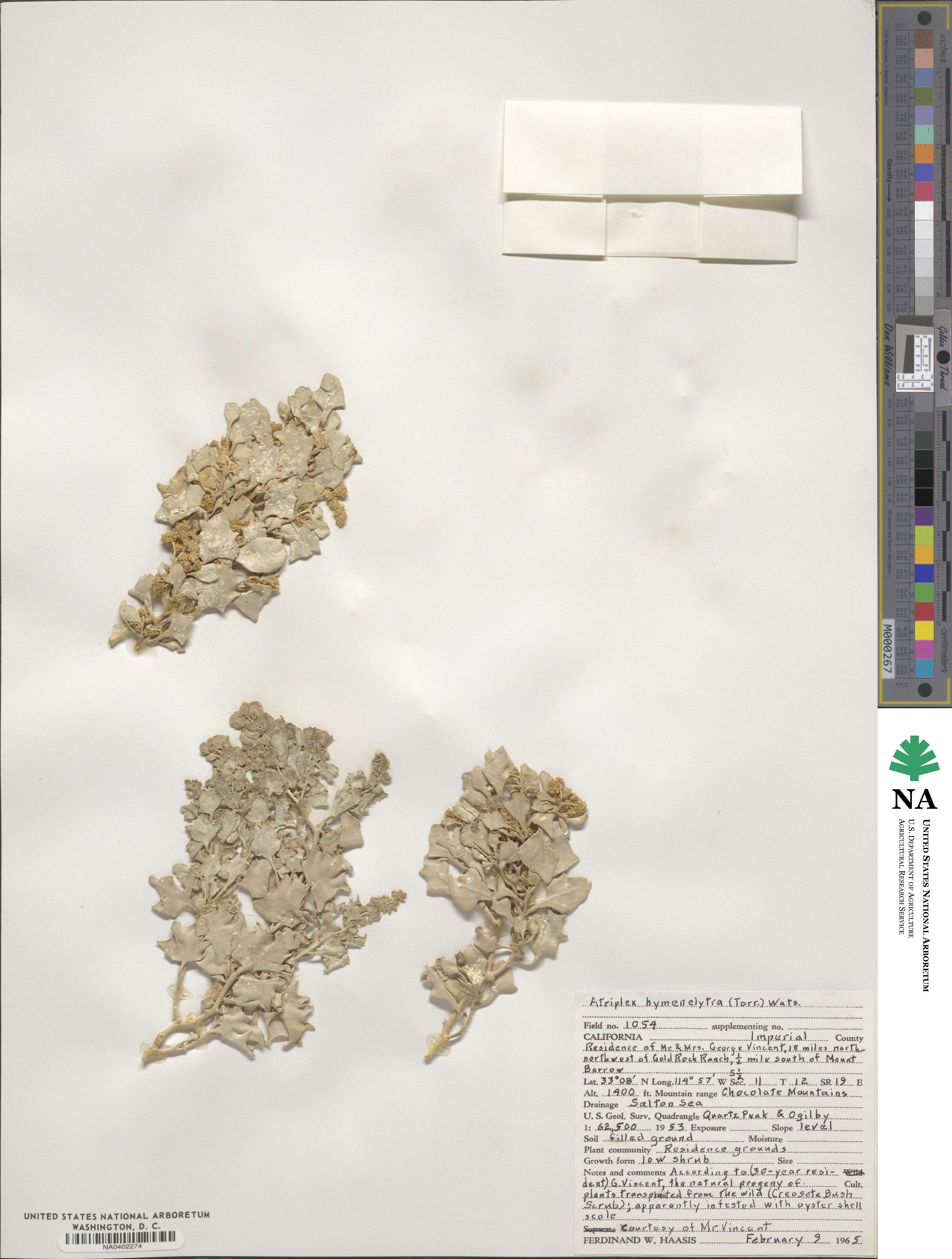 Atriplex hymenelytra image