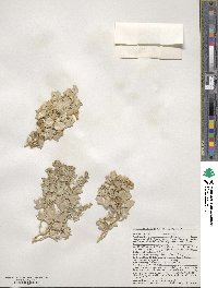 Atriplex hymenelytra image