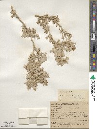 Atriplex hymenelytra image