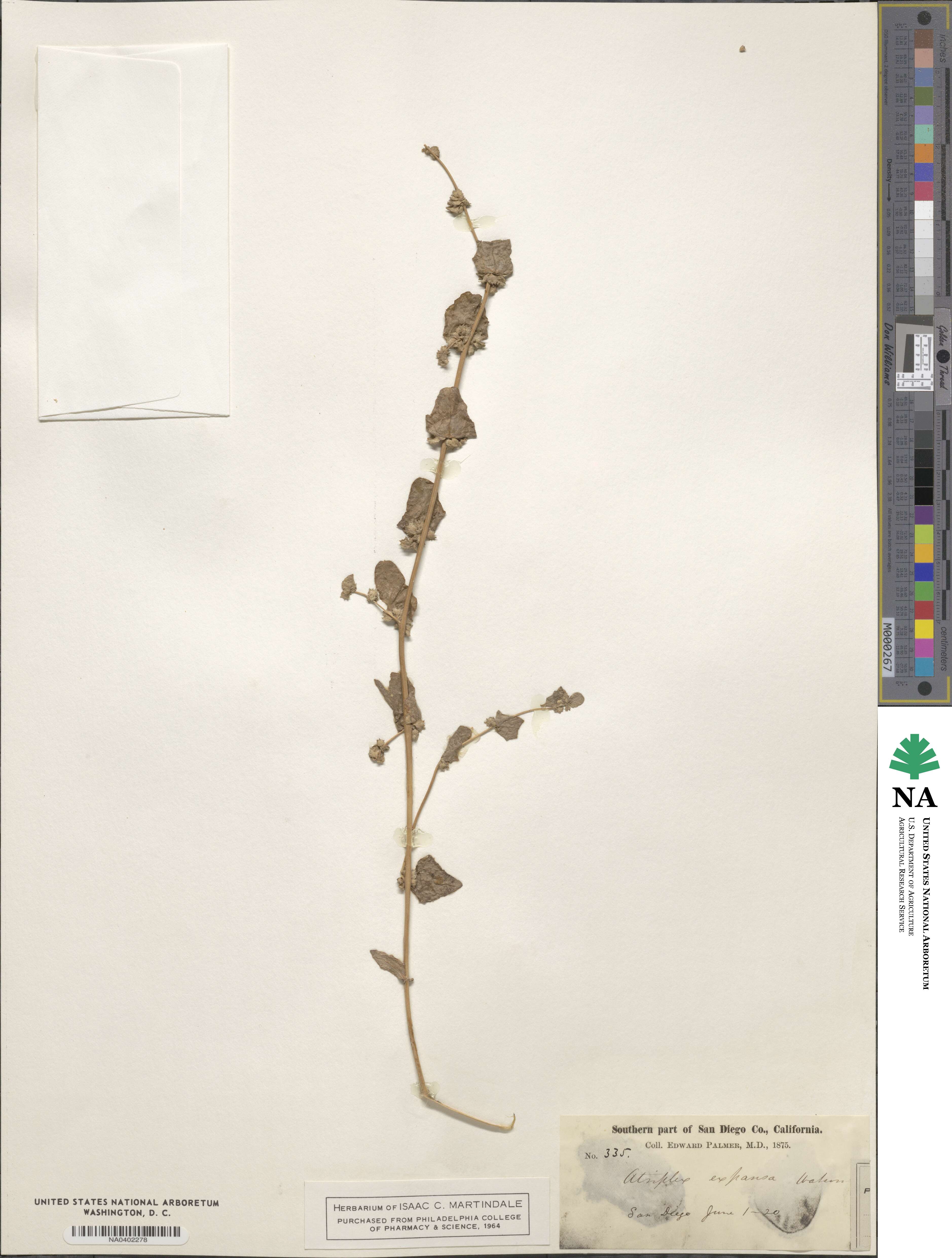 Atriplex argentea image