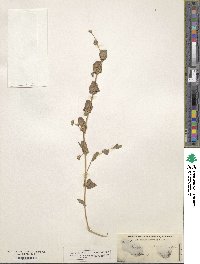 Atriplex argentea var. expansa image