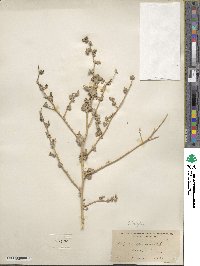 Atriplex argentea image