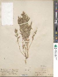 Atriplex argentea image