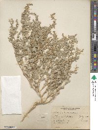 Atriplex argentea var. expansa image