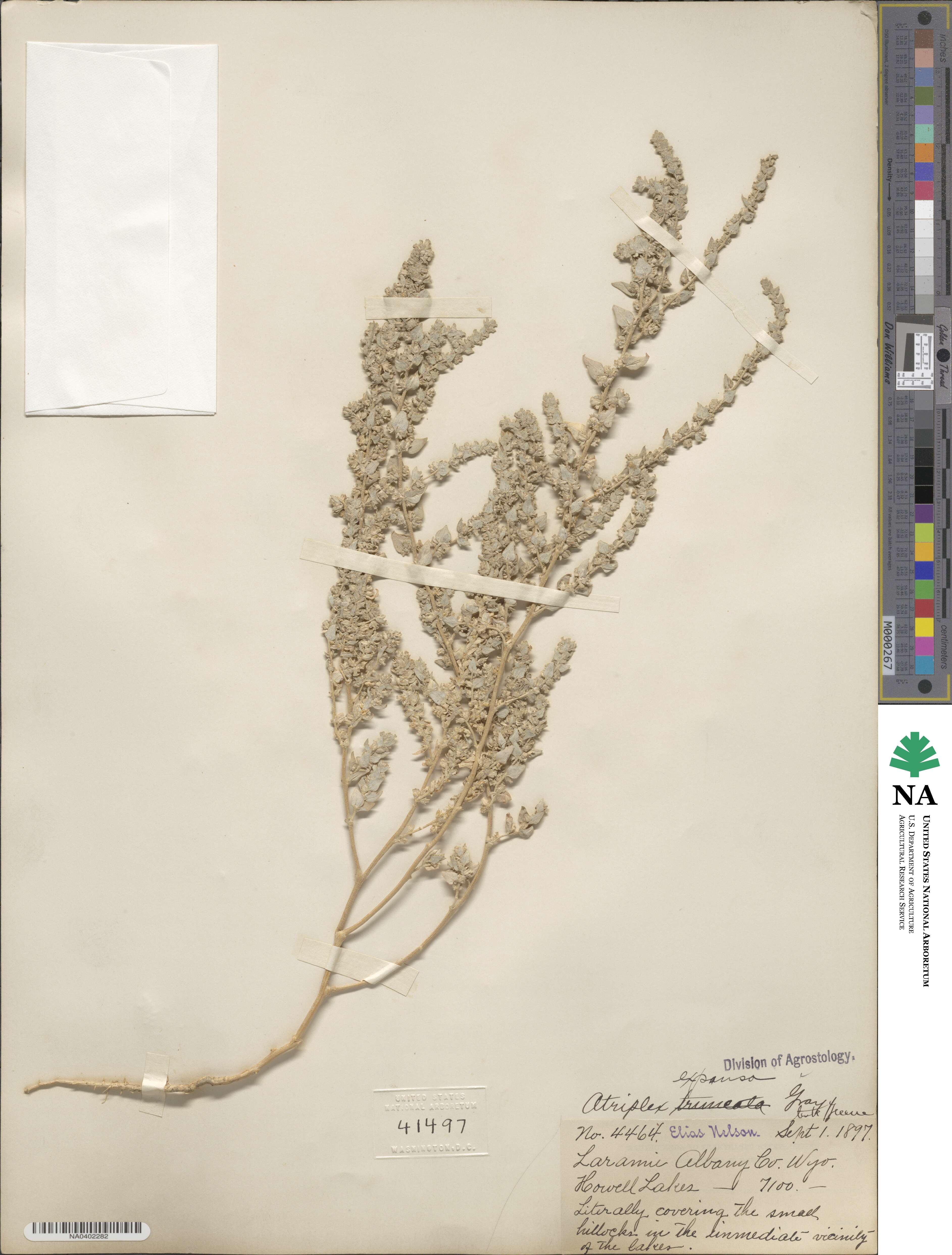 Atriplex argentea image