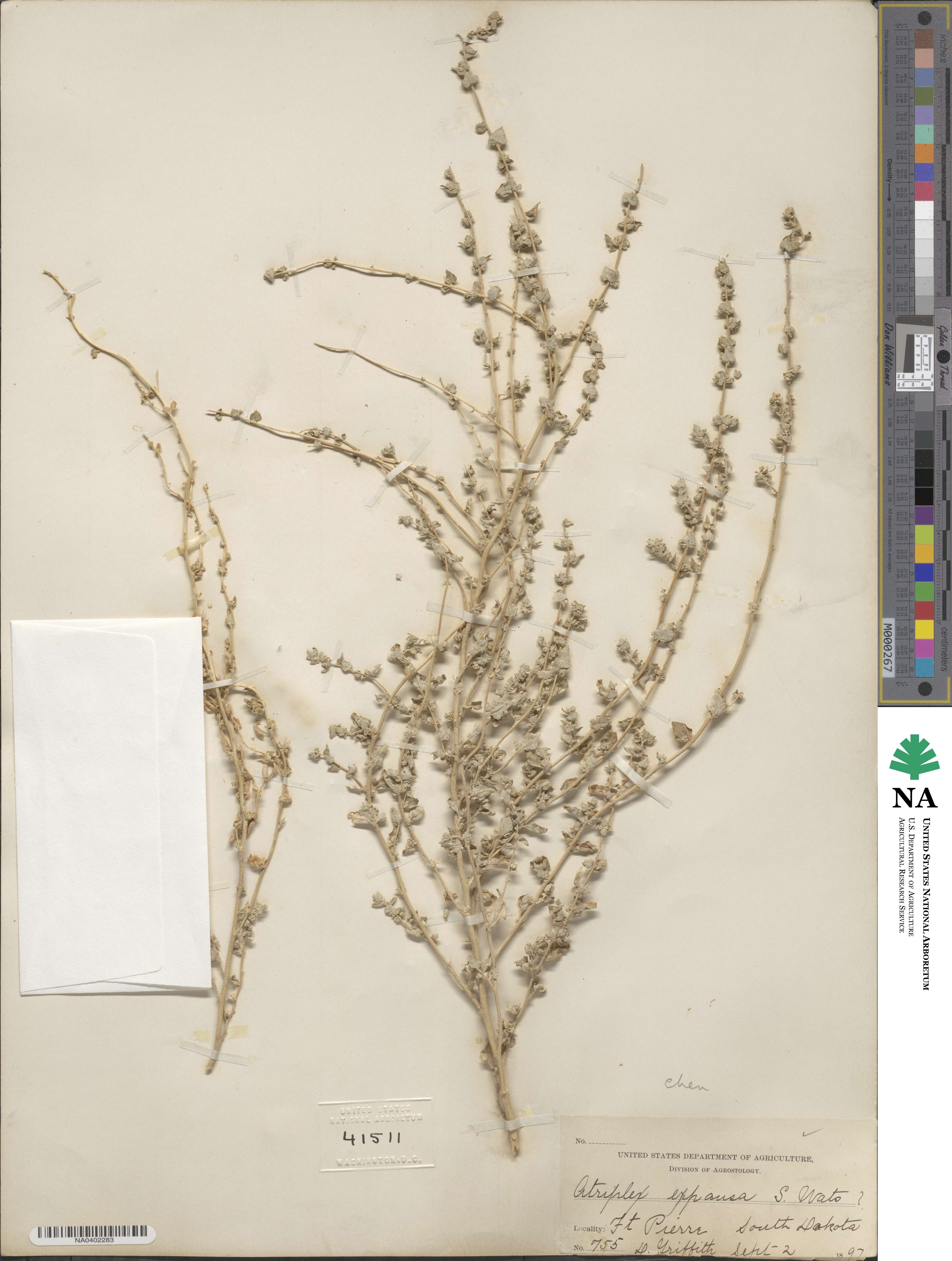 Atriplex argentea var. expansa image