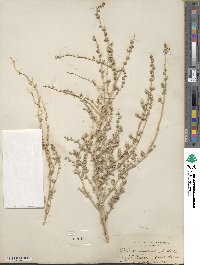 Atriplex argentea var. expansa image