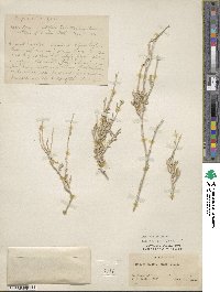 Atriplex falcata image