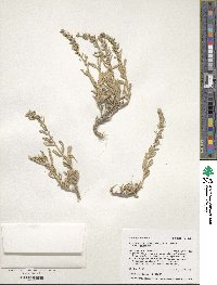 Atriplex gardneri image