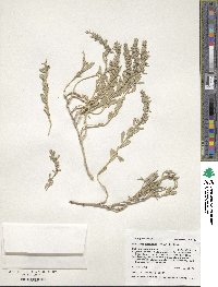 Atriplex gardneri image