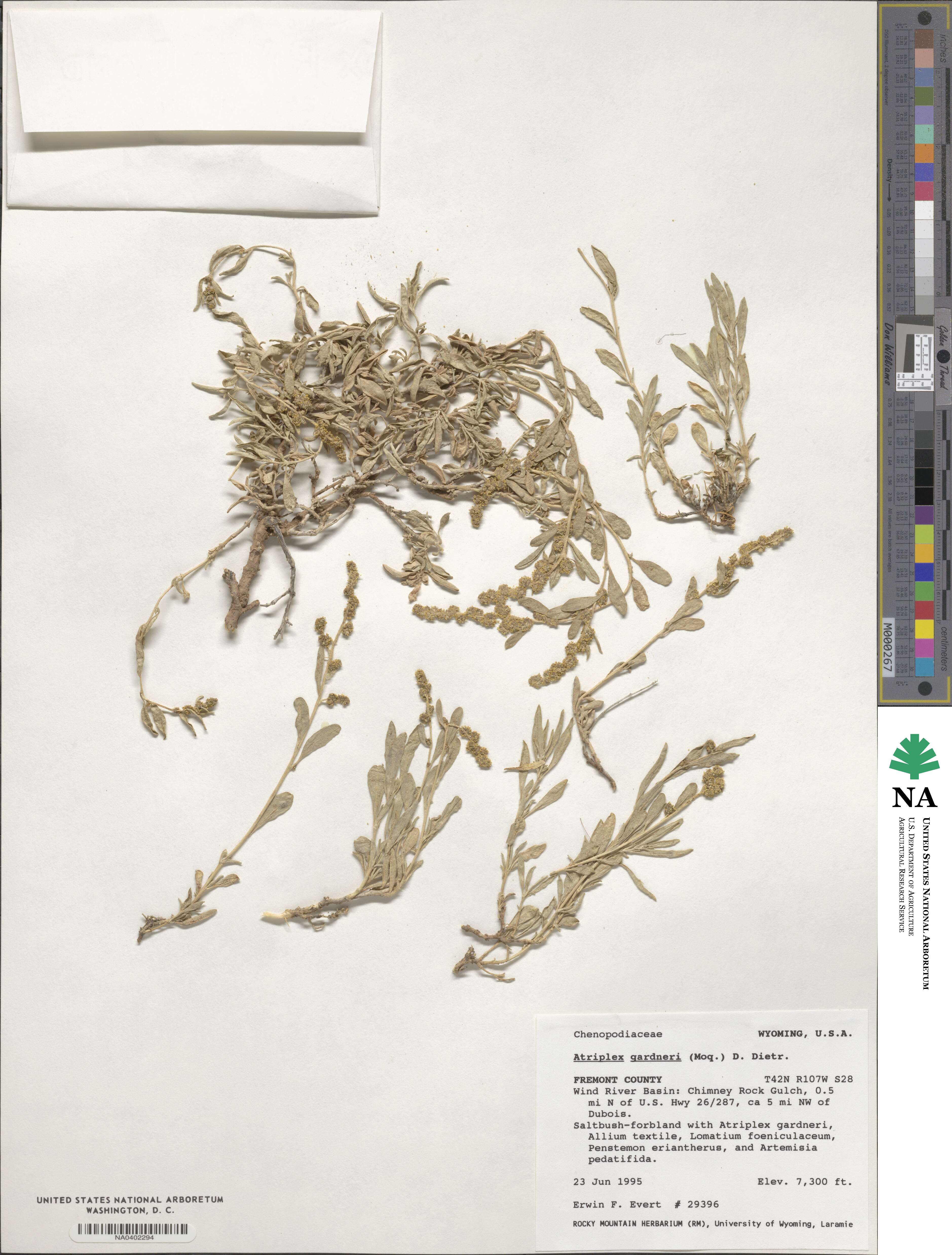 Atriplex gardneri image