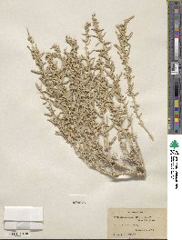 Atriplex gardneri image