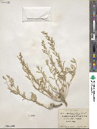 Atriplex gardneri image