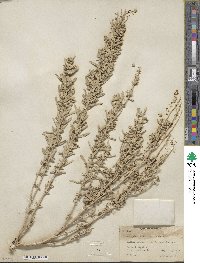 Atriplex gardneri image